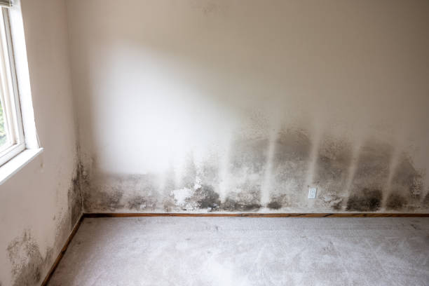 Best Commercial Mold Inspection  in Chalmette, LA